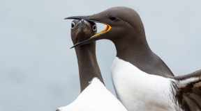 «Экономики Беларуси и РФ связаны, как сиамские близнецы. Поэтому не исключаю девальвацию и обвал производства»