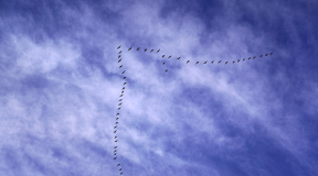 Дневник войны, глава 294. «Шахеды каждый день летают, а гусей в небе сейчас редко увидишь»
