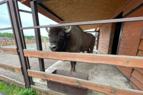 В Беловежской пуще пересчитали зубров. А это – их собратья в Минском зоопарке