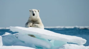 Ауслендер: «Проще до Луны пешком дойти»