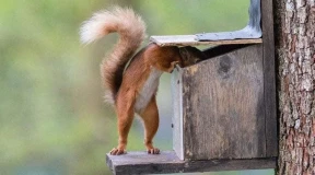 Чалый: «Лукашенко казалось, что Трамп прикажет — и Европа откроет ему все двери. Получилось наоборот»