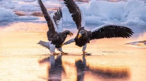 Копытько: «Одна из группировок в российской власти укусила весь путинский режим за колено»