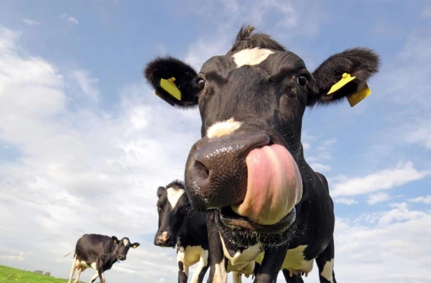 Романчук: «Кто мог подумать, что условия труда для рабочих в Беларуси могут оказаться хуже, чем в Индии?»