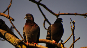 Как глава Гомельщины переплюнул по уровню забот добрушских чиновников, решавших проблему куста шиповника