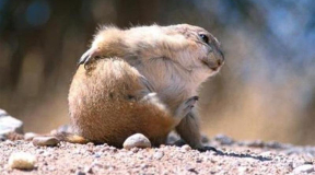 Все равно что-то натирает. Зачем Лукашенко заговорил о возврате к советской системе управления страной