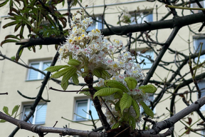 Фотофакт. Середина сентября, в Минске цветут каштаны