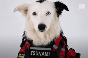 «Muchas Gracias, Tsunami!» Цунами выходит на пенсию