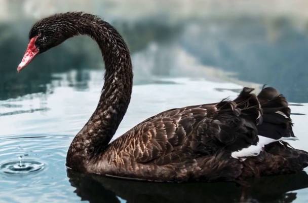 Маховский: «Прилетел «черный лебедь» в виде иранской войны»