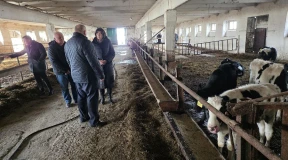 Ветеринар, сбежавший от распределения: «Я вывозил на тракторе за город мертвых коров и скидывал в яму»