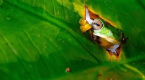 Романчук: «Лукашенко рад подыгрывать Трампу, потому что это на руку не только ему, но и Путину»