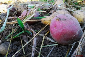 Цифра дня. На сколько увеличилась урожайность картофеля в Беларуси