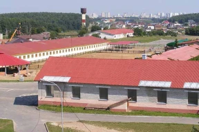 «90 породистых лошадей выселяют на улицу». Что происходит в Ратомке?